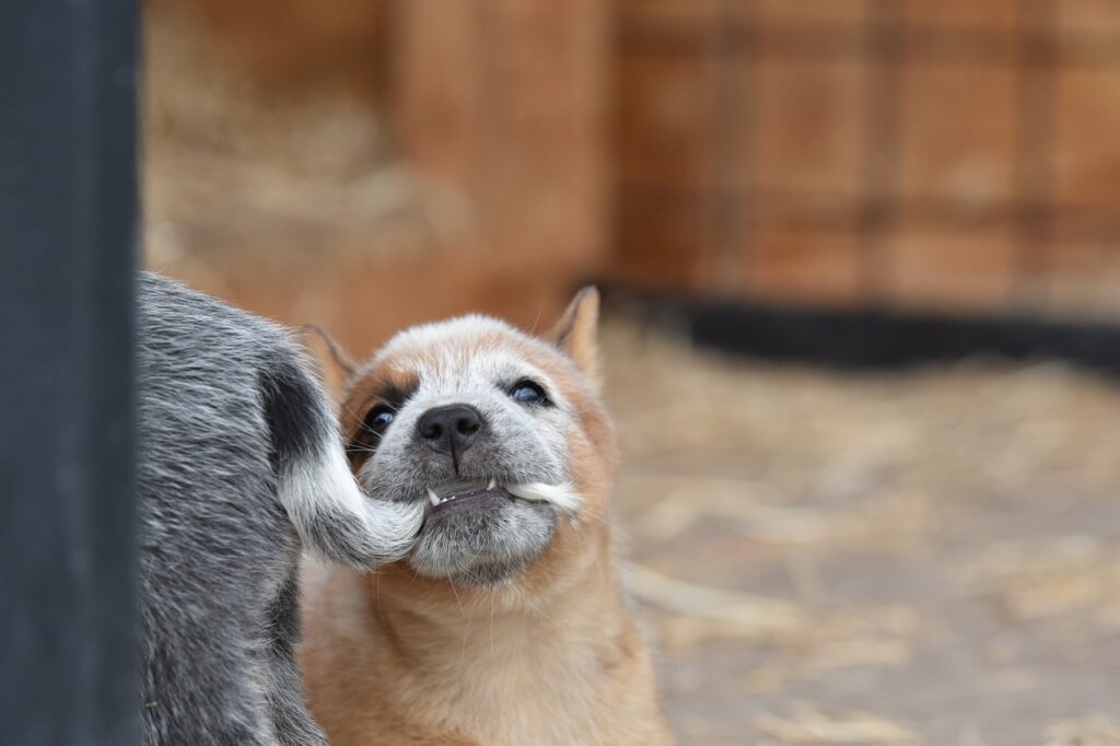 オーストラリアン・キャトルドッグ　子犬