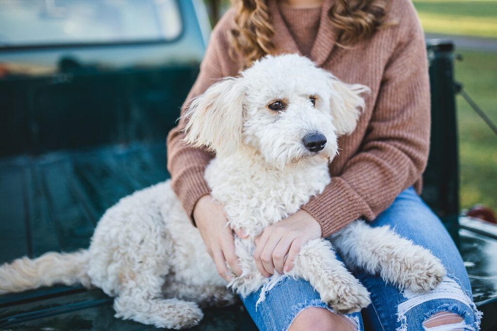 犬と女の子