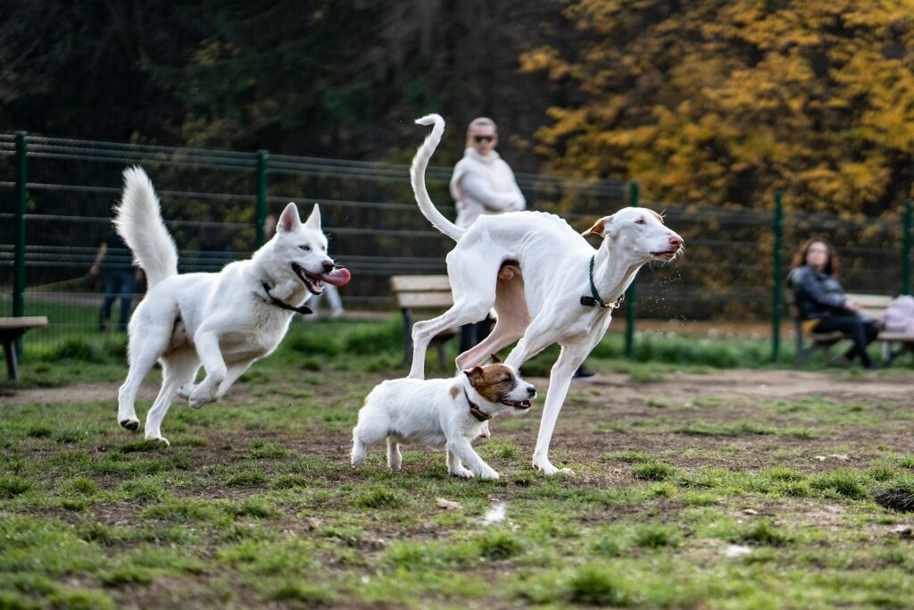 小型犬　中型犬　大型犬