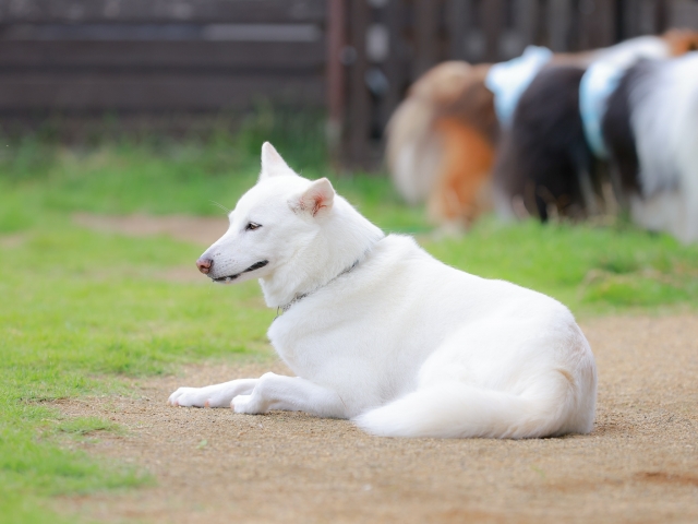 紀州犬　白