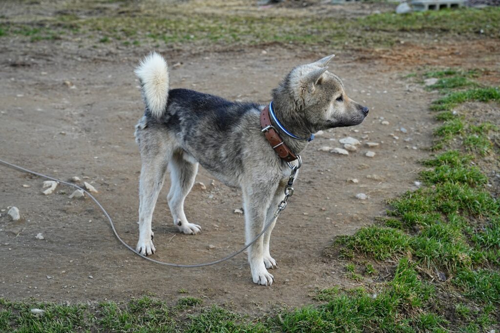 紀州犬　胡麻