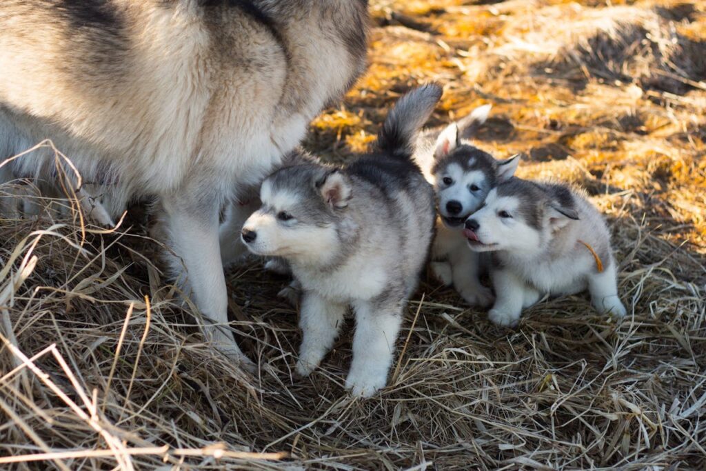 アラスカン・マラミュート　子犬