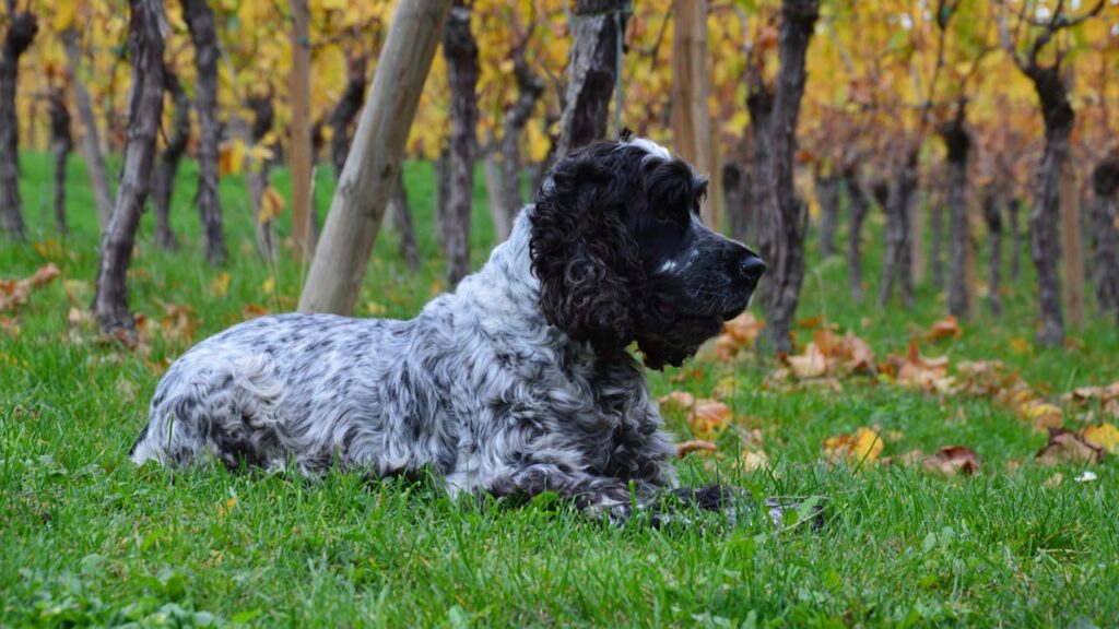 イングリッシュコッカースパニエル