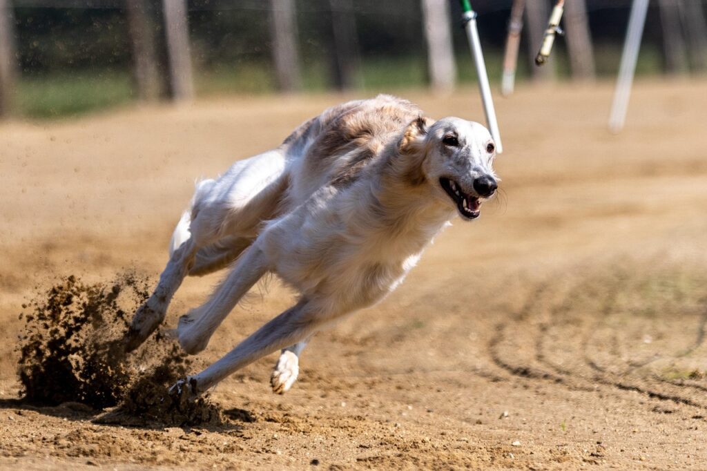 ボルゾイ　子犬