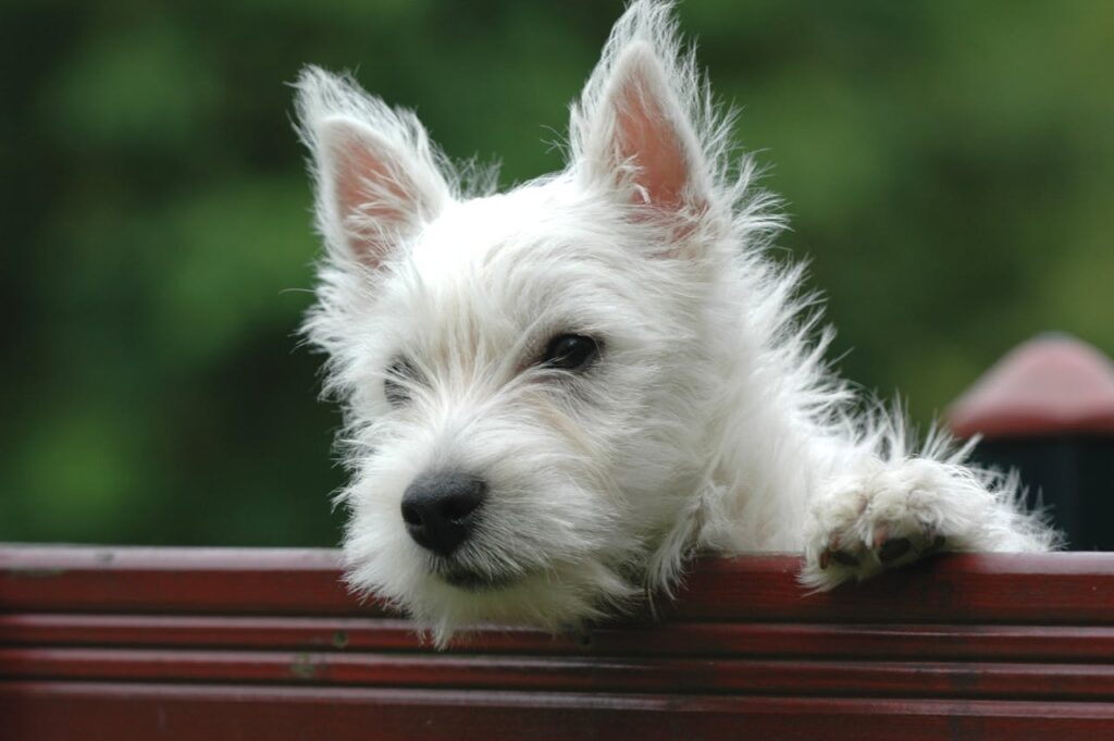 ウエストハイランドホワイトテリア　
子犬
