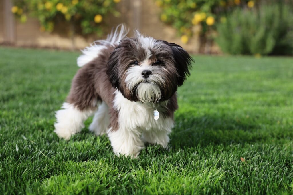 シーズー　歴史　ルーツ